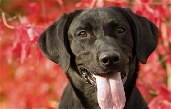 兽医集体发声：这些养狗误区，别再犯了！