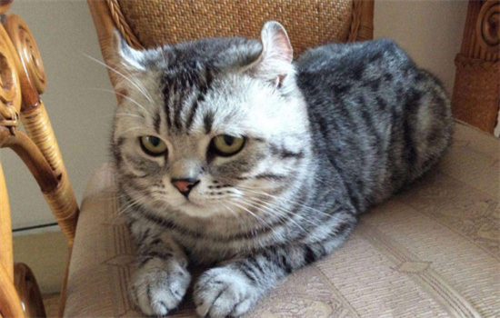 猫咪的胡须是用来干什么的