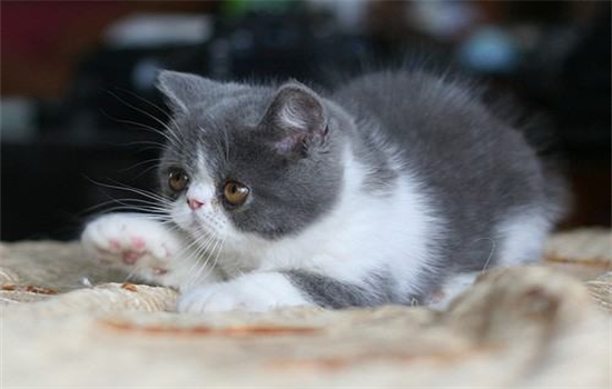 小猫太粘人怎么办