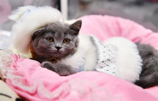 4个月的猫咪的体重应该是多少