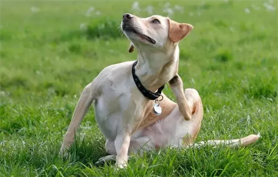 ​如何修复和被打狗狗的关系