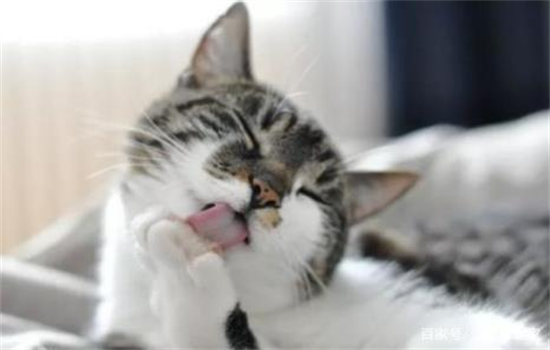 猫咪舔毛是什么意思