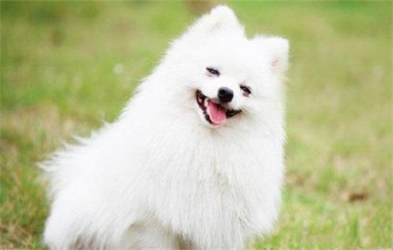 狗狗泪痕沟去除的小方法