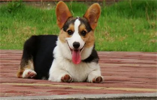 柯基为什么见谁都亲