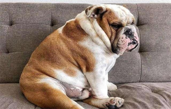 ​为什么狗狗睡觉四脚朝天