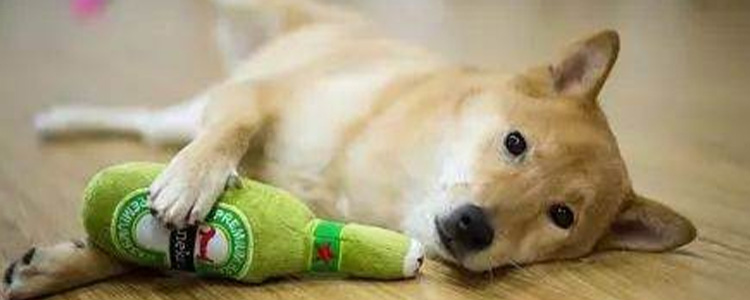 狗狗磨牙棒的作用及好处