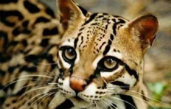 ​斑虎是什么猫