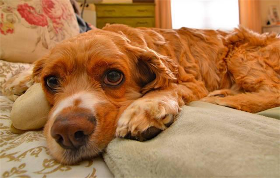 ​狗狗板鸭趴是什么原因