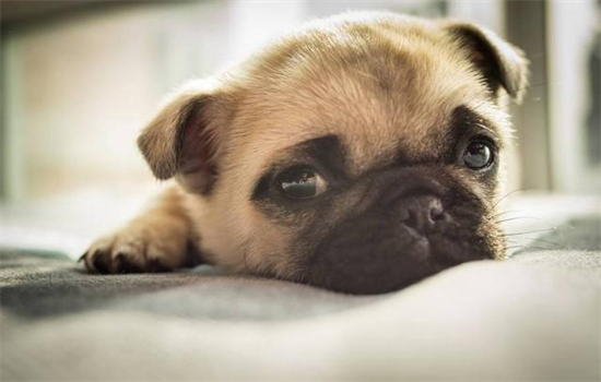 ​狗狗断血线有多痛