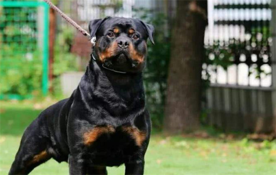 ​狗狗老是舔小便的地方怎么回事