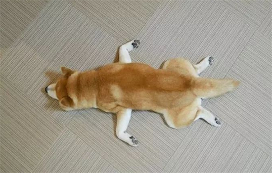 ​狗狗突然死了的原因有哪些