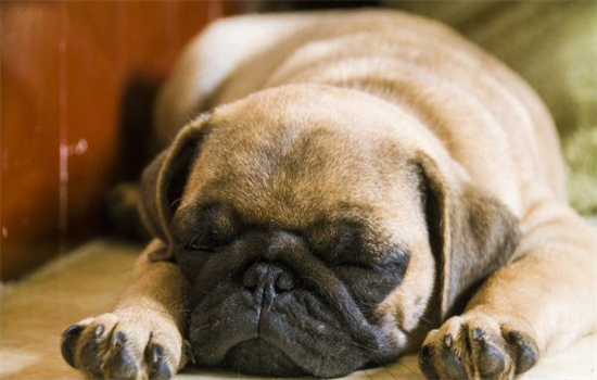 ​狗狗误食老鼠药怎么办一直抽搐