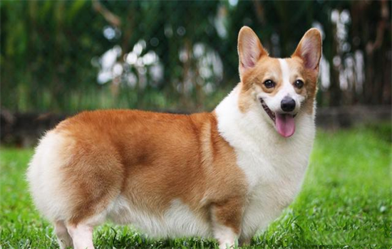 ​狗狗怎么减肥减肚子