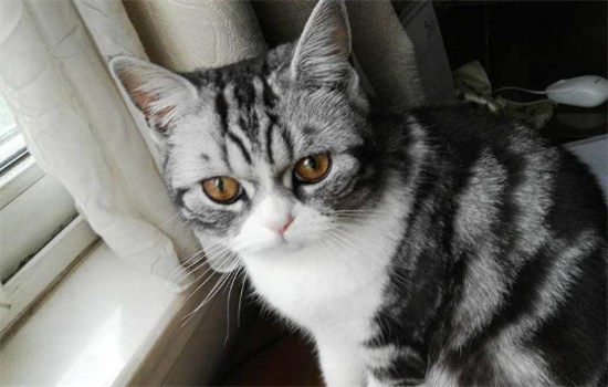 ​虎斑猫纯不纯怎么区别