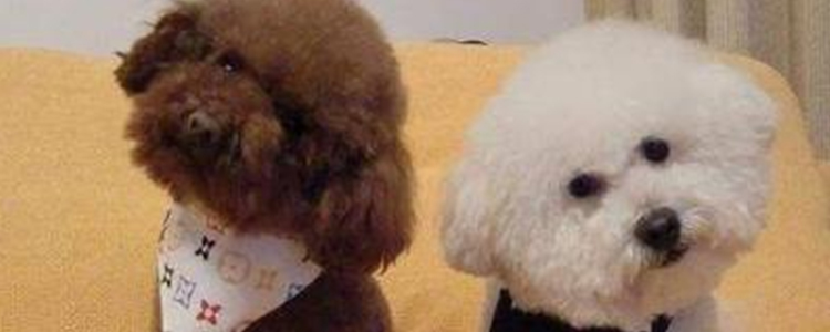 泰迪狗可以吃菱角吗