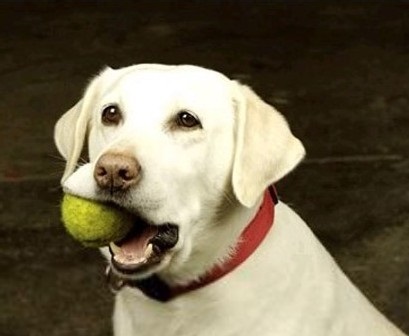 还在给狗玩球？赶紧扔了！