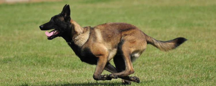 马犬怎样喂养才能强壮