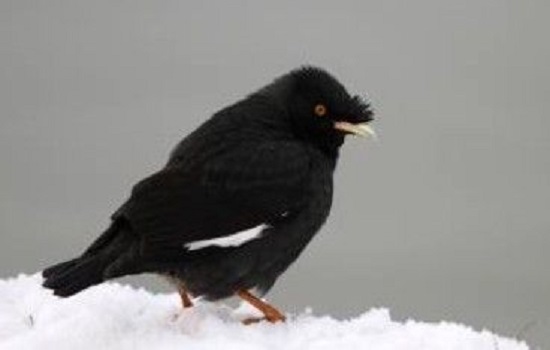 ​怎么教八哥说话最快