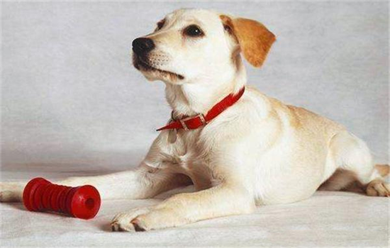​拉布拉多是什么犬种