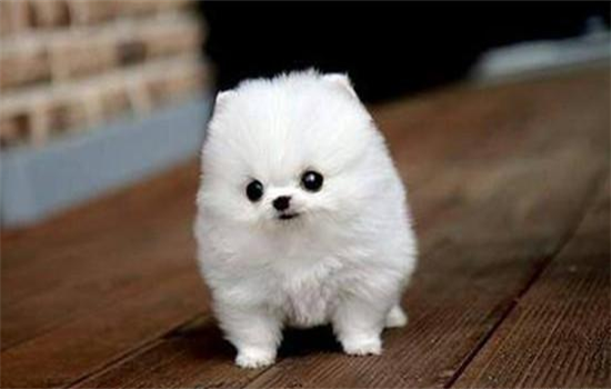 ​茶杯犬为什么不能养原因有哪些