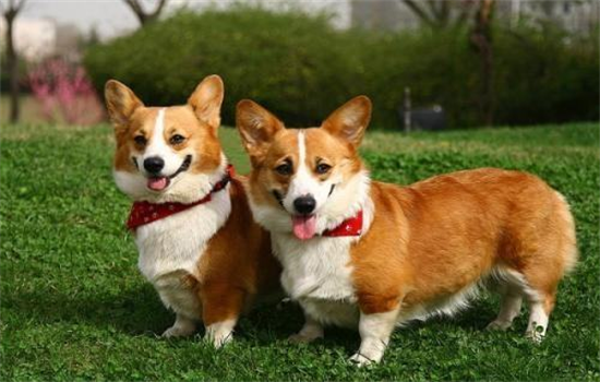 ​先养狗后养猫怎么相处