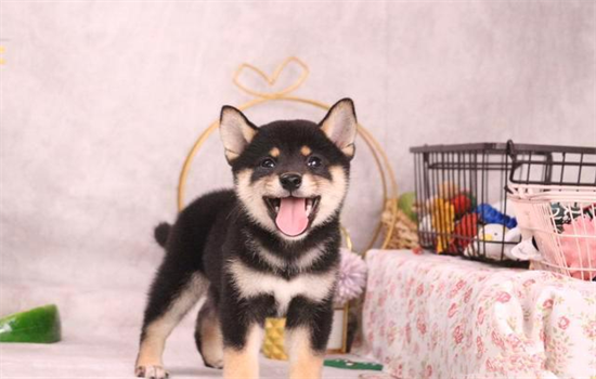 ​先养狗后养猫怎么相处