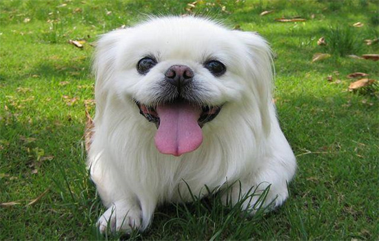 ​京巴犬智商相当于几岁孩子