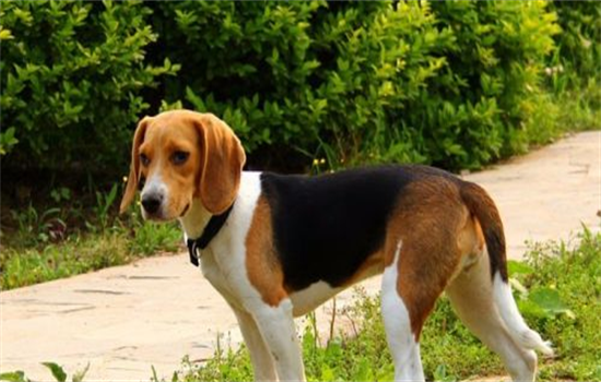 ​养狗怎么解决大小便