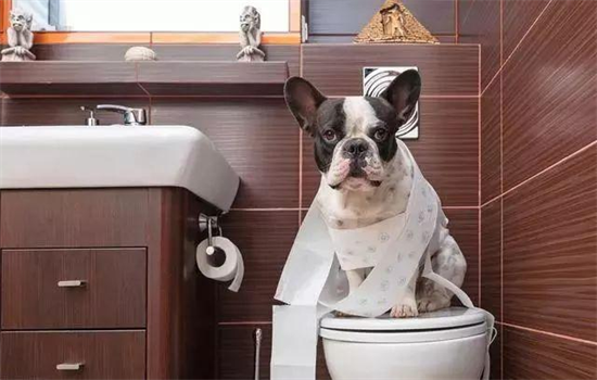 ​养狗怎么解决大小便