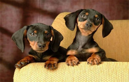 ​如何让狗快速消化骨头