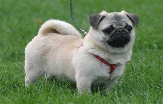 ​如何让狗快速消化骨头