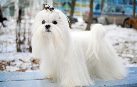 ​狗狗挑食不吃狗粮会把自己饿死吗