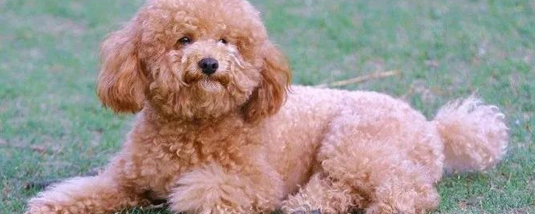 泰迪去口臭什么最管用