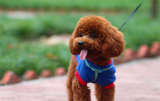 ​幼犬泰迪多久确定毛色