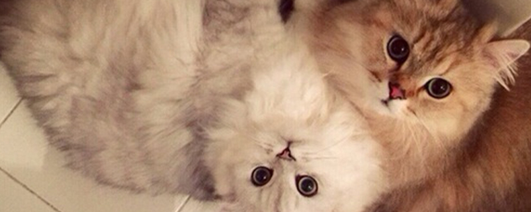 小猫不喝水怎么办