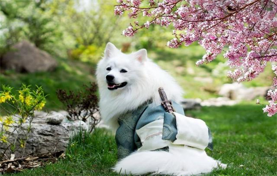 ​为什么银狐很少有人养