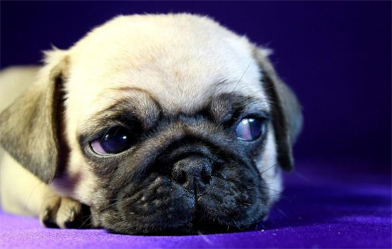 ​怎样消除狗狗对主人的恐惧感