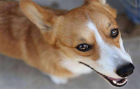 ​柯基委屈的表现