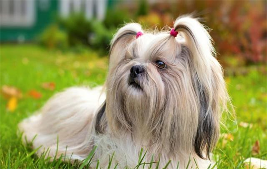 狗狗如何快速增肥