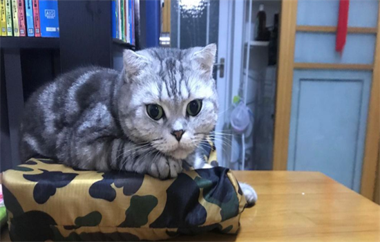 猫的皮肤病有哪些