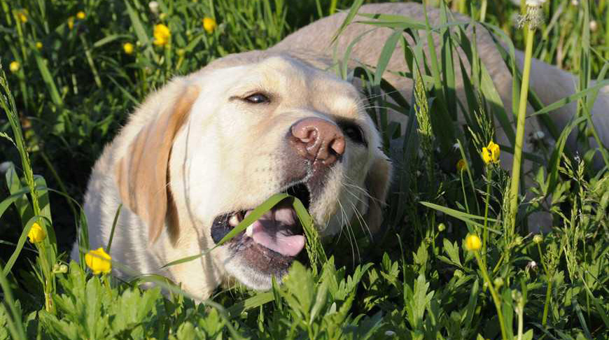 8种引起狗中毒的植物，速来mark！
