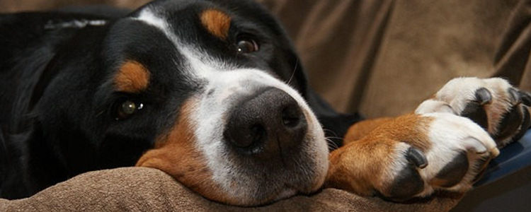 狗狗可以吃水煮虾吗