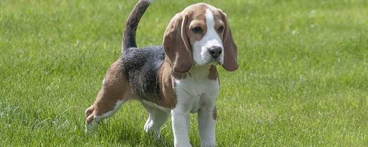 狗狗尿不出来每次几滴