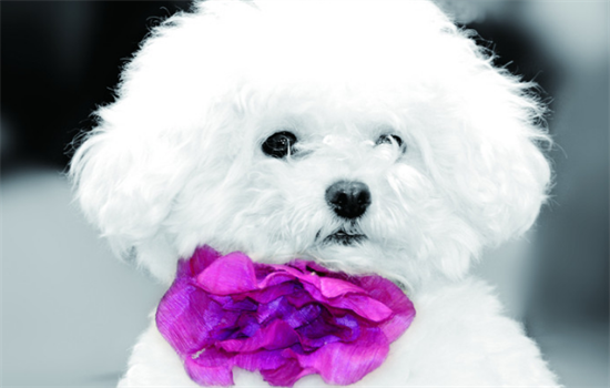 ​过度打骂比熊的后果怎么才能缓解