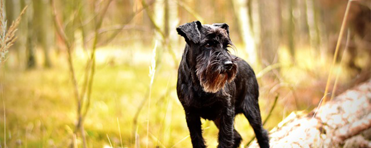 冬天狗狗睡地板会着凉吗