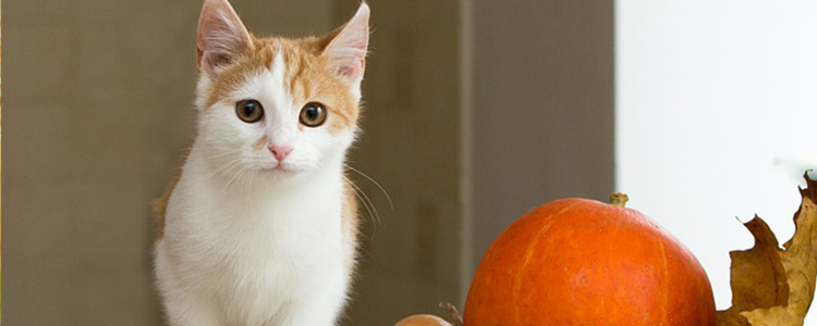 猫咪不让剪指甲怎么办