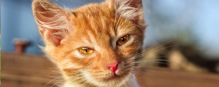 猫咪频繁上厕所是怎么回事