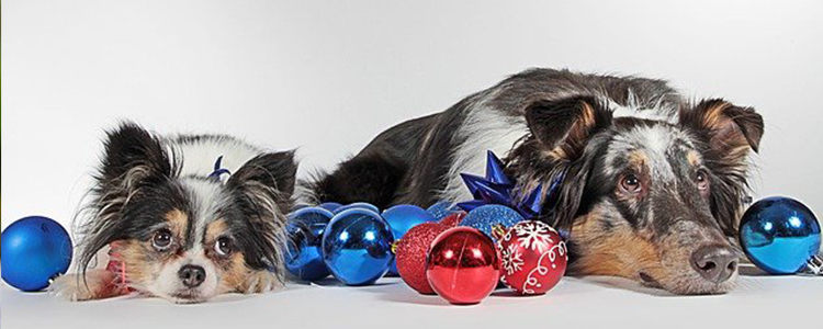 狗狗一天喝多少水是正常的