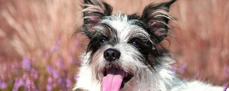 狗狗到底要不要吃盐