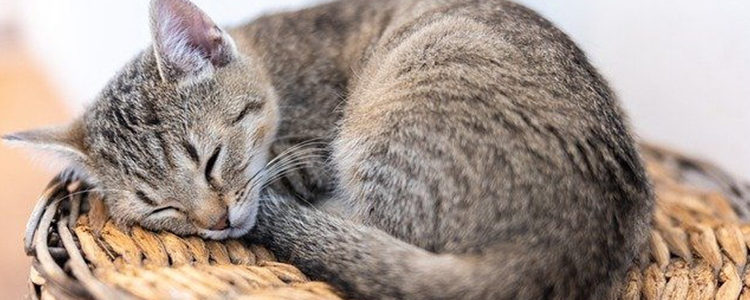 鸡胸肉给猫咪吃怎么做